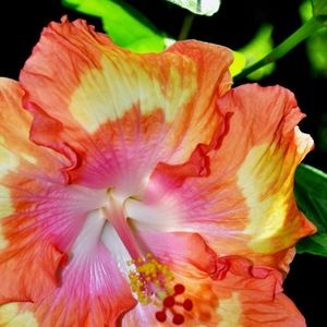 Meet your Posher, Keli